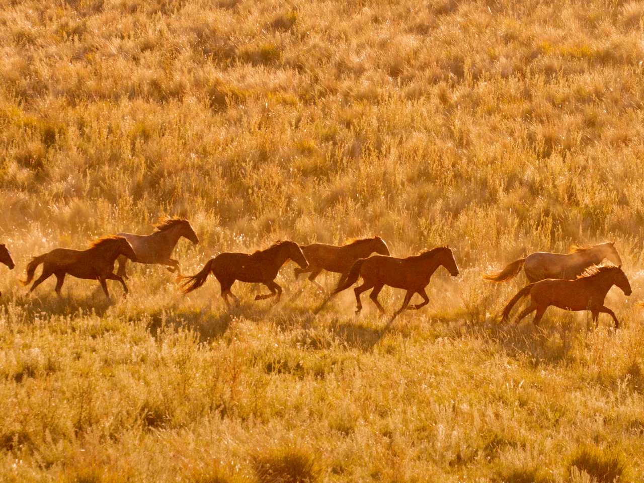 Horses running wild los pots - Senderos