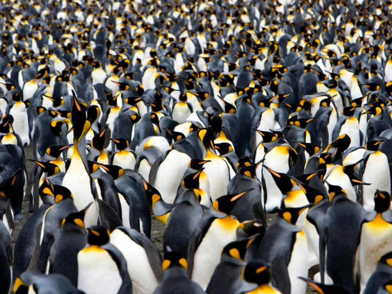 King Penguins Polar Latitudes