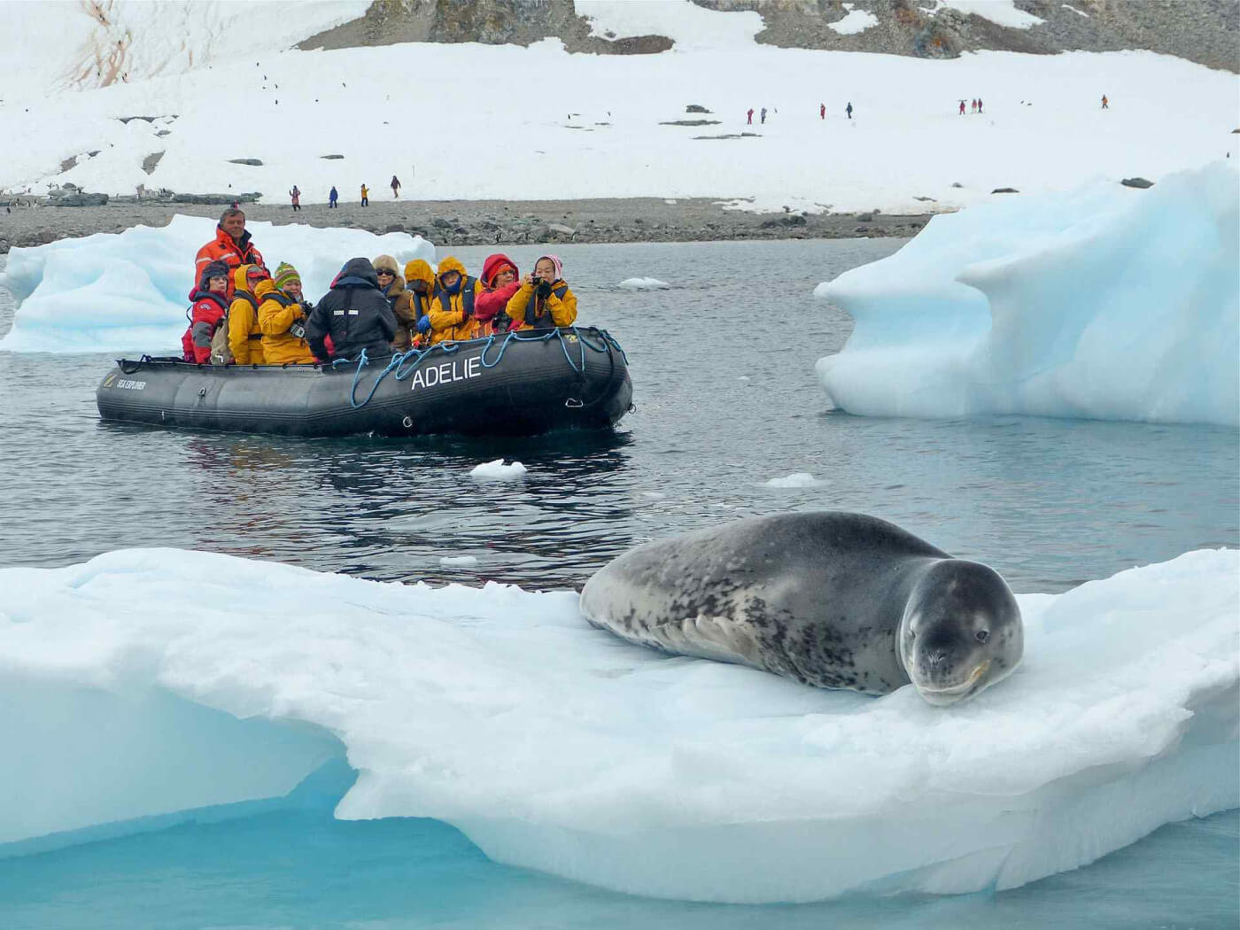 Leopard Seal Polar Latitudes Senderos