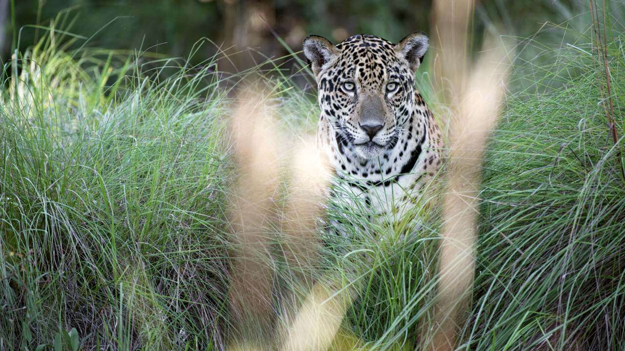 Jaguar in the Wild in the Pantanal - Onçafari