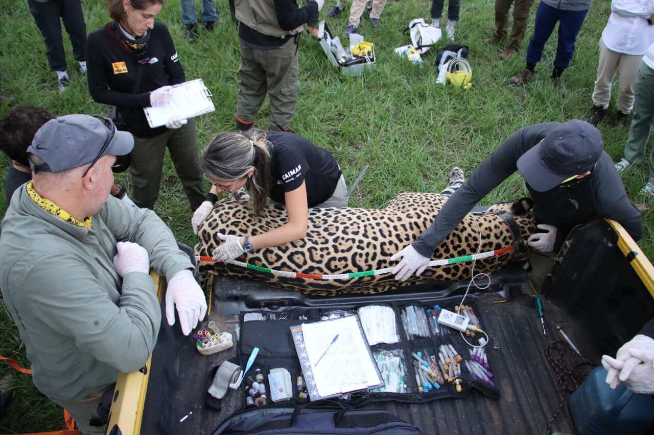 Onçafari Jaguar Conservation - Senderos Stories