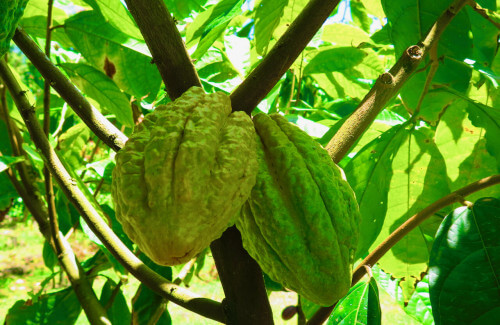 Cacao beans on the tree
