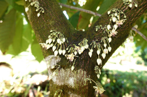 Cacao flowers