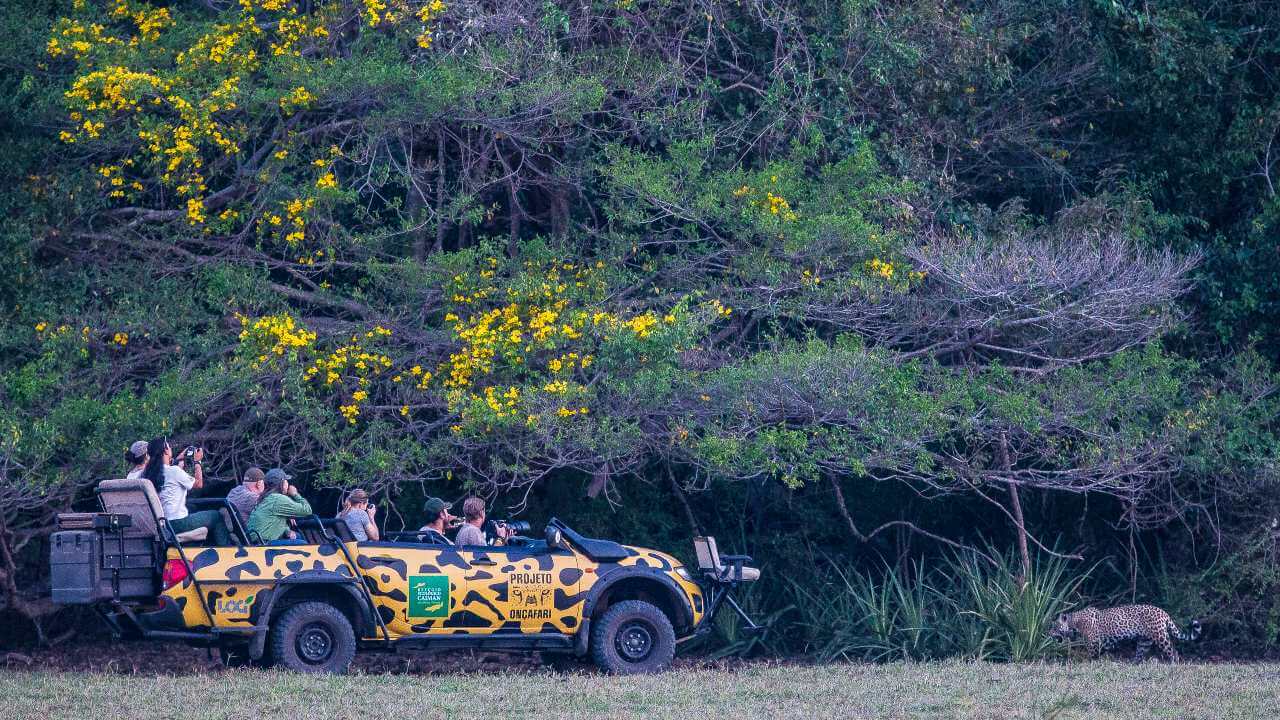 Caiman Brazil - Senderos stories