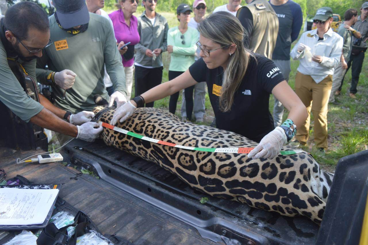 Onçafari Jaguar - Senderos Stories